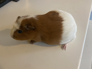 Shit... 99% sure Guinea Pig is pregnant