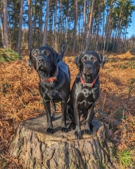 What does your Labrador weigh?