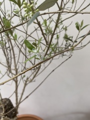 What's this on my indoor Olive.