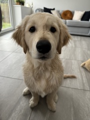 What do I need to know about getting a golden retriever?