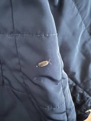 What is this bug?