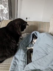 Been offered a kitten - but not sure!