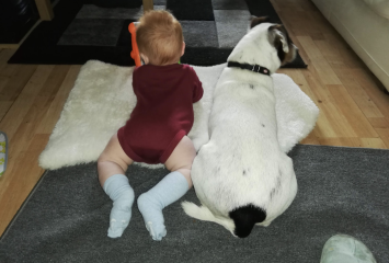 Would you count Jack Russells as being "yappy" compared to most other dogs?