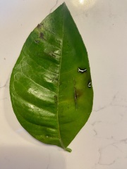 Pest Infestation? My orange tree is dying - help