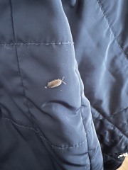 What is this bug?