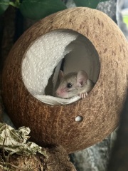 Shit... 99% sure Guinea Pig is pregnant