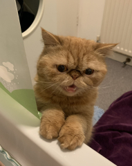 Is anyone else’s cat quite concerned when their owner goes for a bath?