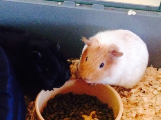 Shit... 99% sure Guinea Pig is pregnant