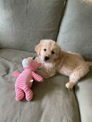 What do I need to know about getting a golden retriever?