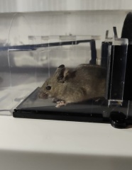 Rat or mouse? Pic included.