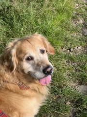 What do I need to know about getting a golden retriever?