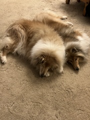 Dog appreciation post