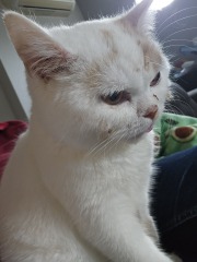 Advice needed for situation with poorly cat