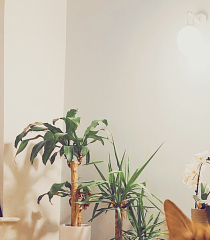 Dulux - tranquil dawn