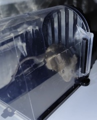 Rat or mouse? Pic included.