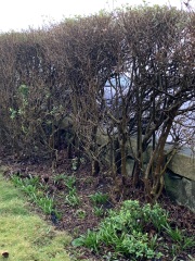 Is our hedge dead/diseased?