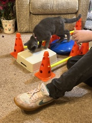 Tales and Tails and NMCs  -  the Excellent Cats March On