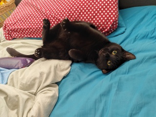 Do I want a cat??