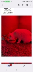 Advice needed for situation with poorly cat