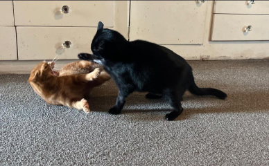 Been offered a kitten - but not sure!