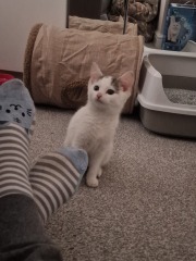 Resident cat and new kitten.