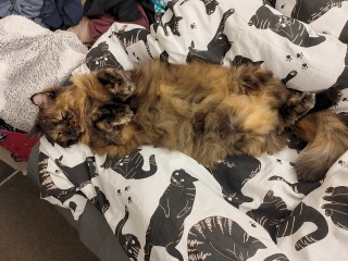 Do I want a cat??
