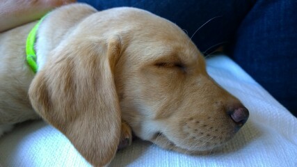 Dog appreciation post