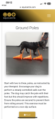 Finlay update feline physio