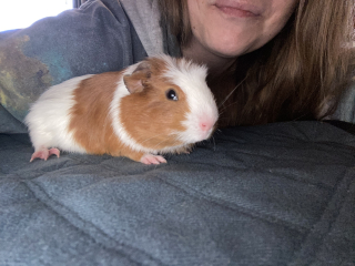 Shit... 99% sure Guinea Pig is pregnant