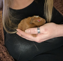 Shit... 99% sure Guinea Pig is pregnant
