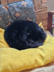 If you have a cat, how much time do they spend sleeping/relaxing?