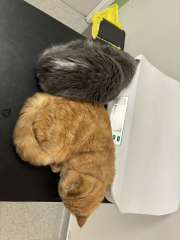 How much does your BSH weigh?