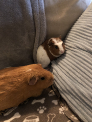 Shit... 99% sure Guinea Pig is pregnant