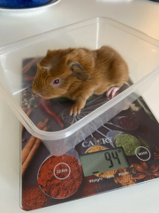 Shit... 99% sure Guinea Pig is pregnant