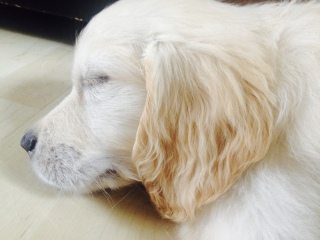 What do I need to know about getting a golden retriever?