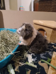 Shit... 99% sure Guinea Pig is pregnant