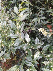 Does anyone know what this plant is?
