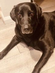 Dog appreciation post