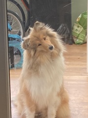 Dog appreciation post