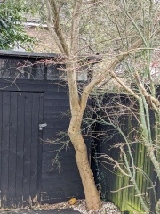 Would I be unreasonable to cut down this tree? Diagram included.