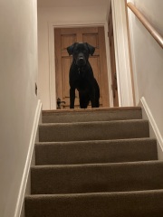 What does your Labrador weigh?