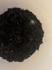 What has happened to my strawberry seeds?