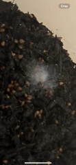 What has happened to my strawberry seeds?