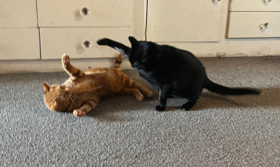 Been offered a kitten - but not sure!
