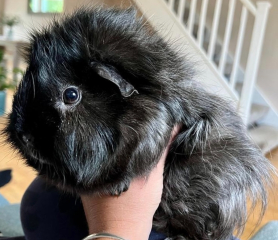 Shit... 99% sure Guinea Pig is pregnant