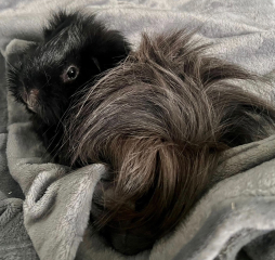 Shit... 99% sure Guinea Pig is pregnant