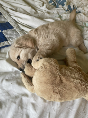 What do I need to know about getting a golden retriever?