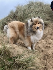 Dog appreciation post