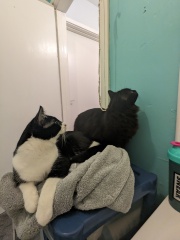 Been offered a kitten - but not sure!