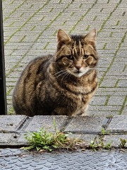 Thug cat part 5 - For he will not do destruction, if he is well-fed, neither will he spit without provocation.
